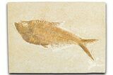 Detailed Fossil Fish (Diplomystus) - Wyoming #348117-1